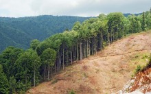 Global deforestation